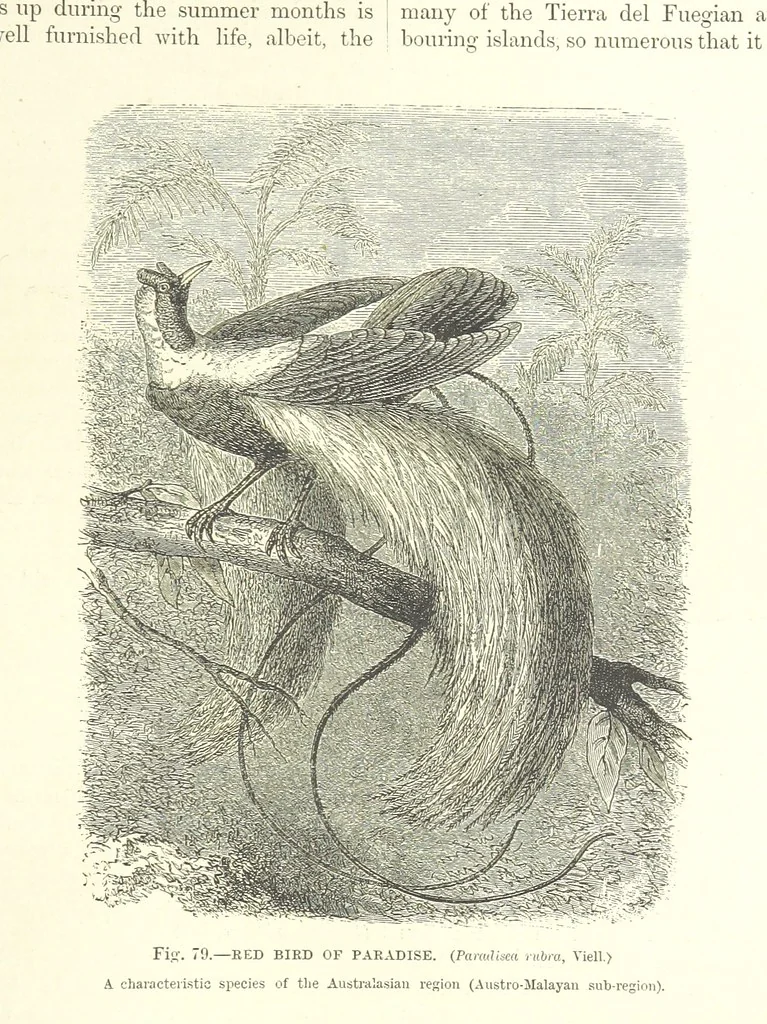 An illustration from Our Earth and its Story: a popular treatise on physical geography. Edited by R. Brown. With ... coloured plates and maps, etc, 1887, leaf 117
