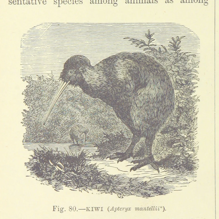 An illustration from Our Earth and its Story: a popular treatise on physical geography. Edited by R. Brown. With ... coloured plates and maps, etc, 1887, leaf 118