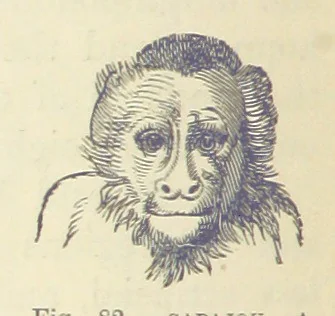 An illustration from Our Earth and its Story: a popular treatise on physical geography. Edited by R. Brown. With ... coloured plates and maps, etc, 1887, leaf 126