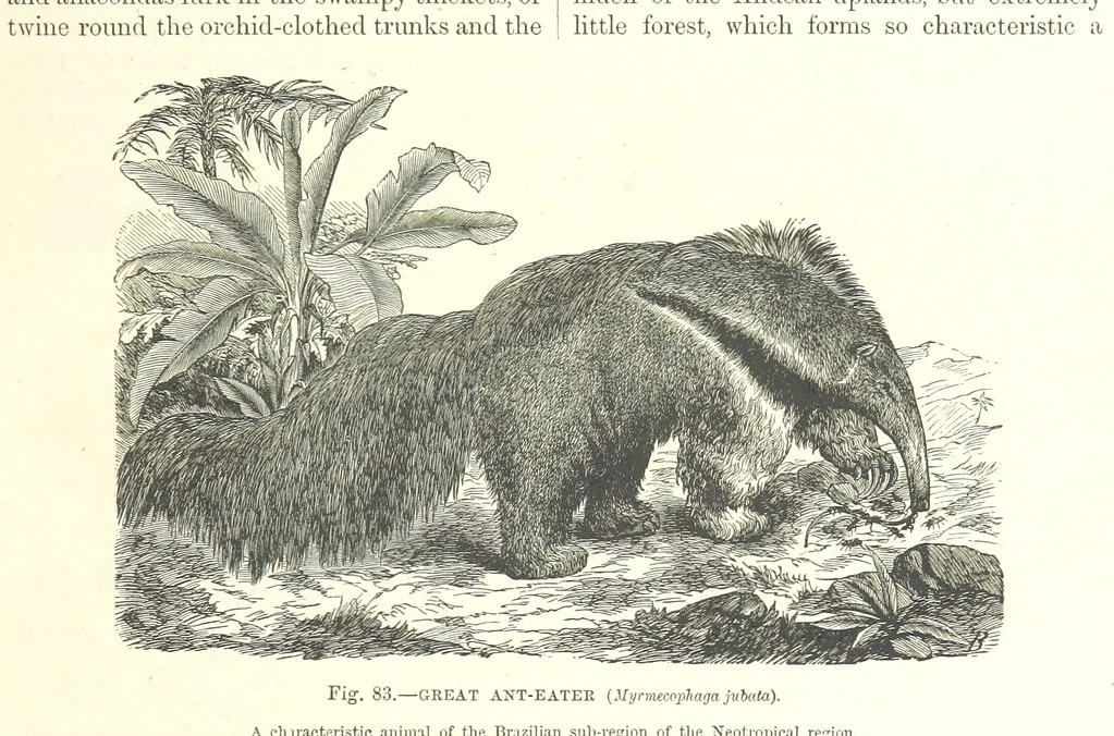 An illustration from Our Earth and its Story: a popular treatise on physical geography. Edited by R. Brown. With ... coloured plates and maps, etc, 1887, leaf 127