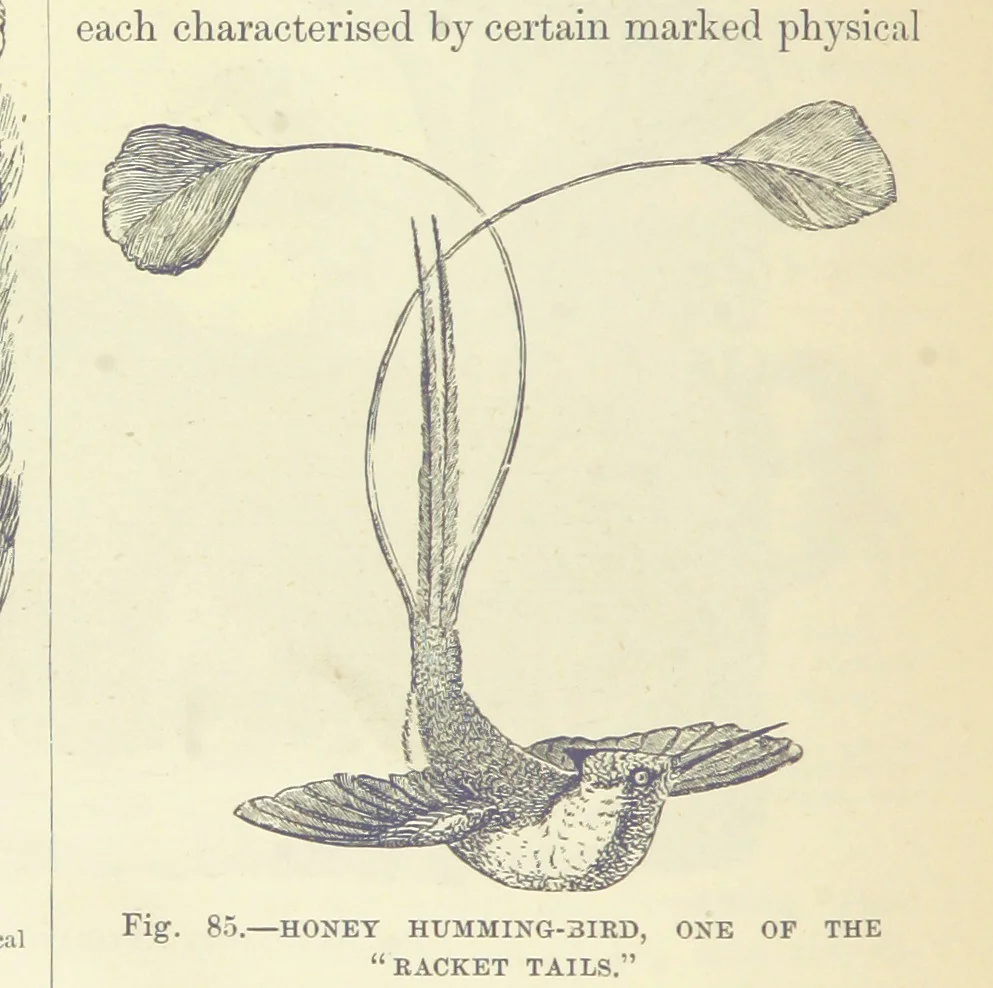 An illustration from Our Earth and its Story: a popular treatise on physical geography. Edited by R. Brown. With ... coloured plates and maps, etc, 1887, leaf 128