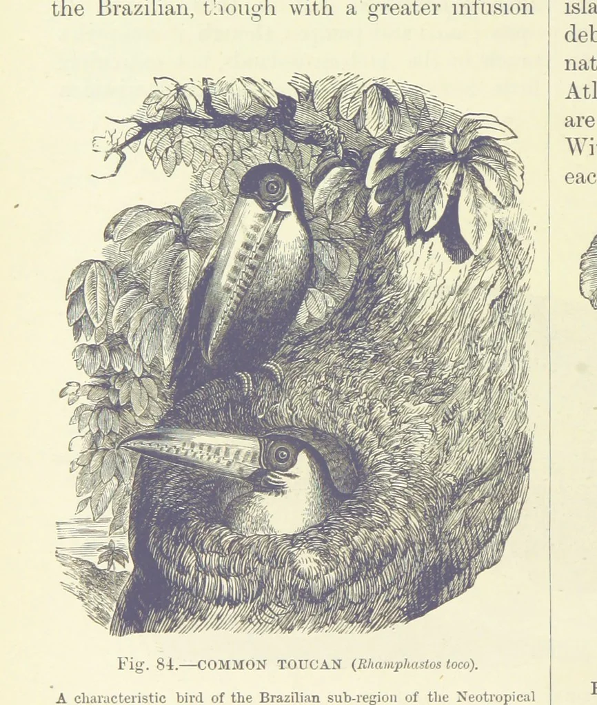 An illustration from Our Earth and its Story: a popular treatise on physical geography. Edited by R. Brown. With ... coloured plates and maps, etc, 1887, leaf 128
