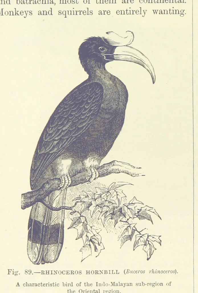 An illustration from Our Earth and its Story: a popular treatise on physical geography. Edited by R. Brown. With ... coloured plates and maps, etc, 1887, leaf 132