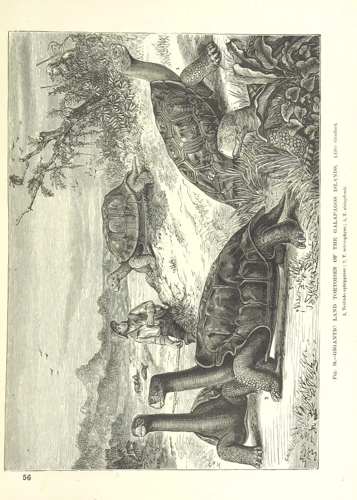 An illustration from Our Earth and its Story: a popular treatise on physical geography. Edited by R. Brown. With ... coloured plates and maps, etc, 1887, leaf 137
