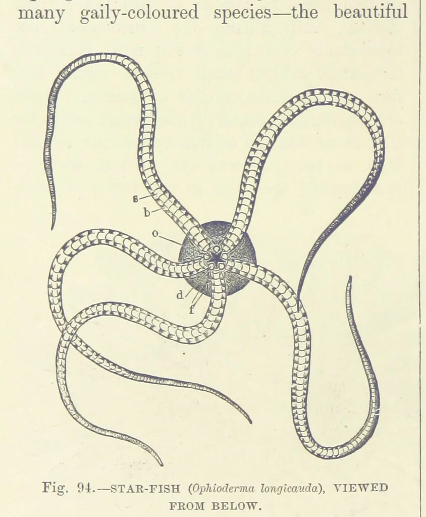 An illustration from Our Earth and its Story: a popular treatise on physical geography. Edited by R. Brown. With ... coloured plates and maps, etc, 1887, leaf 142