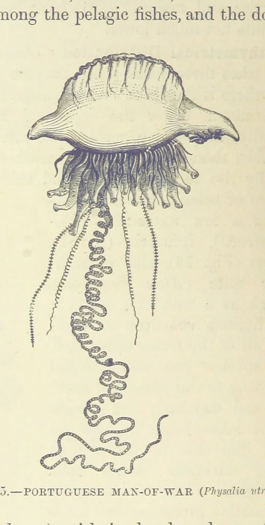 An illustration from Our Earth and its Story: a popular treatise on physical geography. Edited by R. Brown. With ... coloured plates and maps, etc, 1887, leaf 142