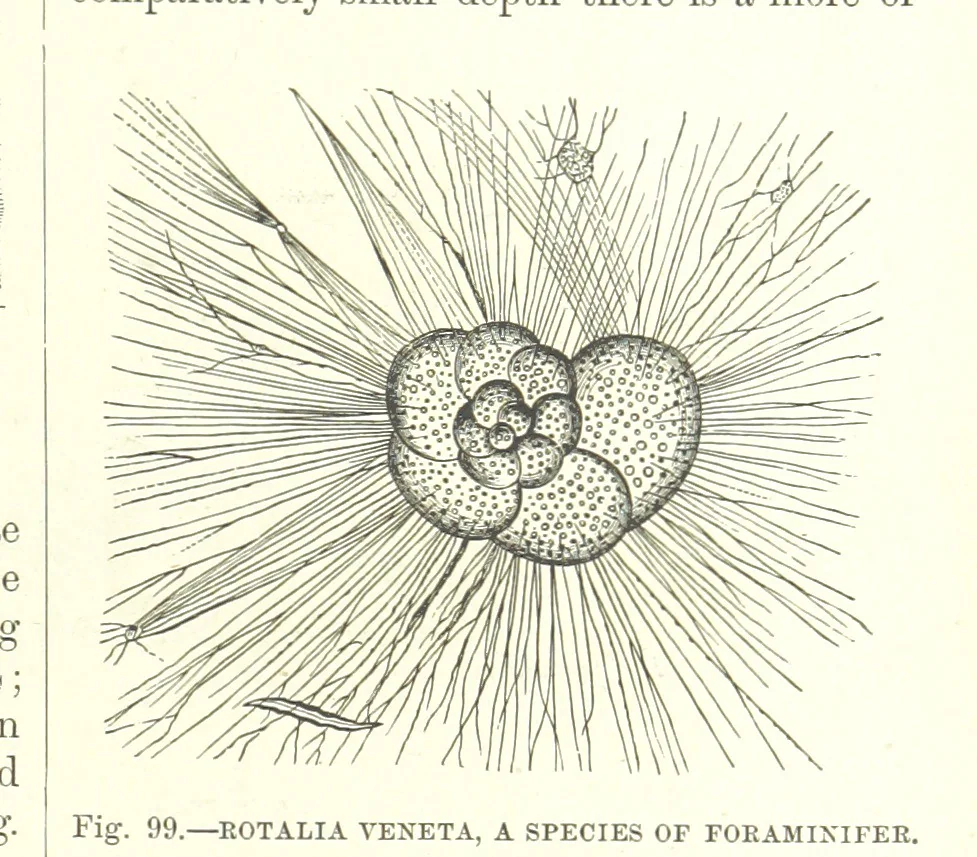 An illustration from Our Earth and its Story: a popular treatise on physical geography. Edited by R. Brown. With ... coloured plates and maps, etc, 1887, leaf 143