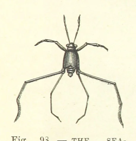 An illustration from Our Earth and its Story: a popular treatise on physical geography. Edited by R. Brown. With ... coloured plates and maps, etc, 1887, leaf 143