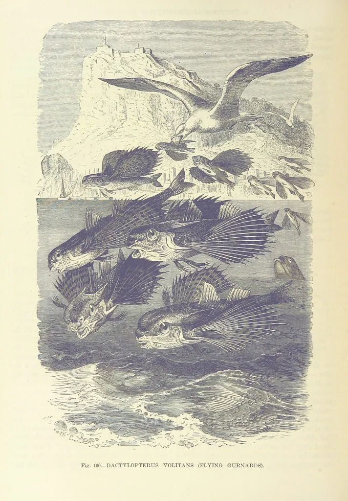 An illustration from Our Earth and its Story: a popular treatise on physical geography. Edited by R. Brown. With ... coloured plates and maps, etc, 1887, leaf 144