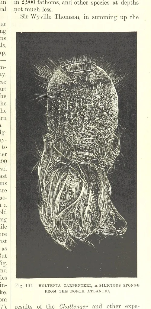 An illustration from Our Earth and its Story: a popular treatise on physical geography. Edited by R. Brown. With ... coloured plates and maps, etc, 1887, leaf 145