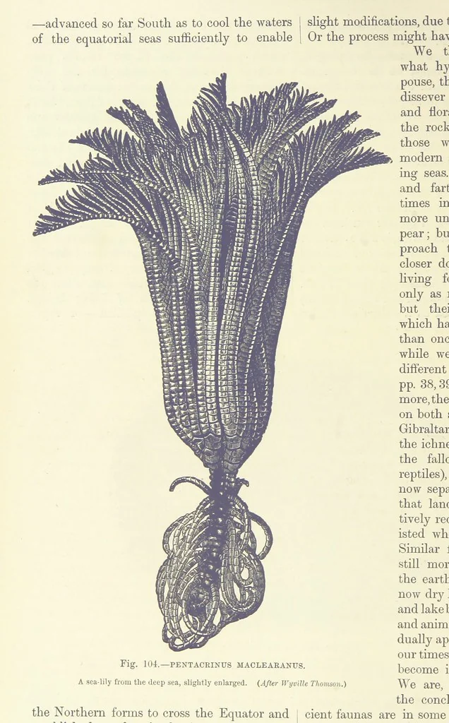 An illustration from Our Earth and its Story: a popular treatise on physical geography. Edited by R. Brown. With ... coloured plates and maps, etc, 1887, leaf 148