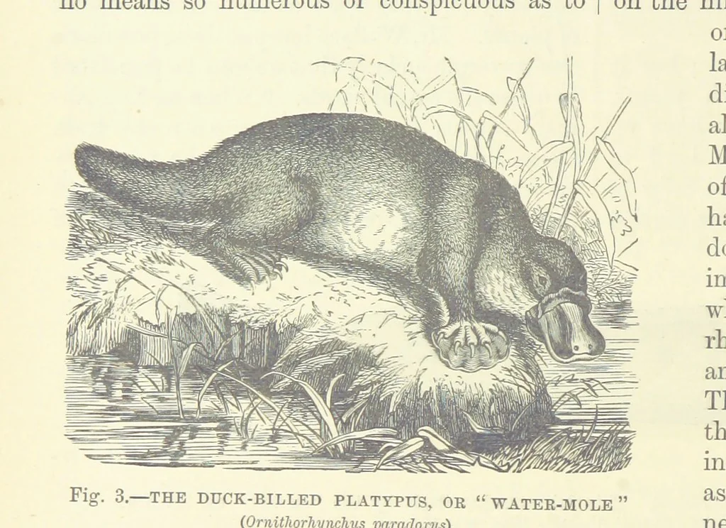 An illustration from Our Earth and its Story: a popular treatise on physical geography. Edited by R. Brown. With ... coloured plates and maps, etc, 1887, leaf 20