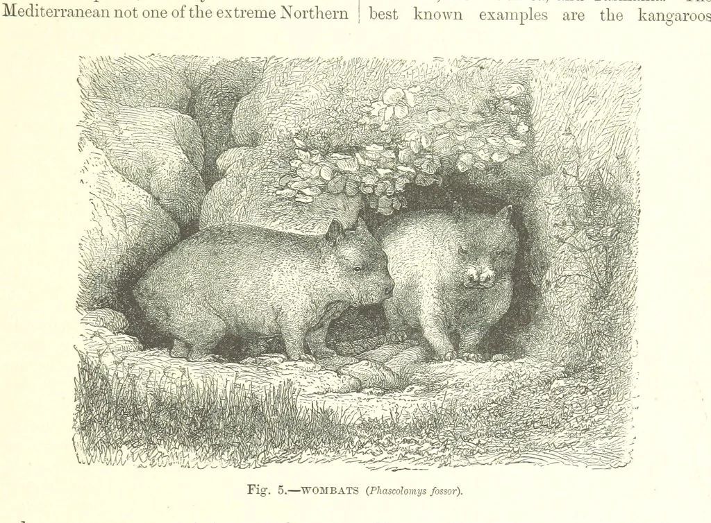 An illustration from Our Earth and its Story: a popular treatise on physical geography. Edited by R. Brown. With ... coloured plates and maps, etc, 1887, leaf 21