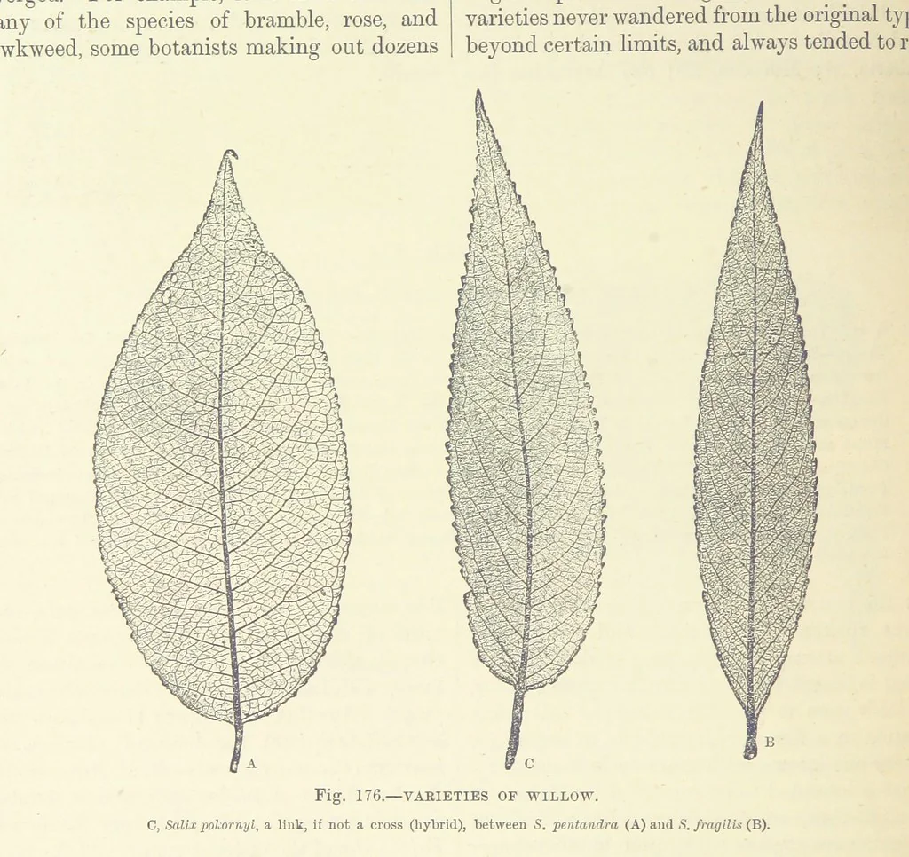An illustration from Our Earth and its Story: a popular treatise on physical geography. Edited by R. Brown. With ... coloured plates and maps, etc, 1887, leaf 216