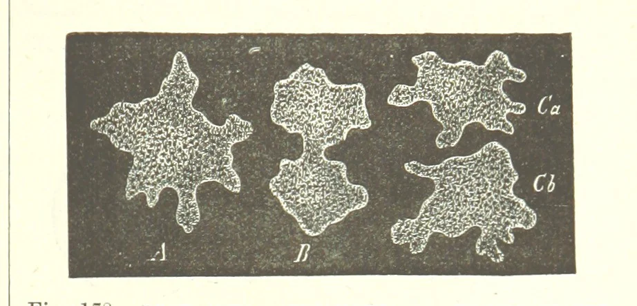 An illustration from Our Earth and its Story: a popular treatise on physical geography. Edited by R. Brown. With ... coloured plates and maps, etc, 1887, leaf 217