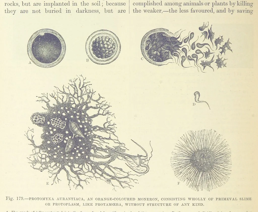 An illustration from Our Earth and its Story: a popular treatise on physical geography. Edited by R. Brown. With ... coloured plates and maps, etc, 1887, leaf 218
