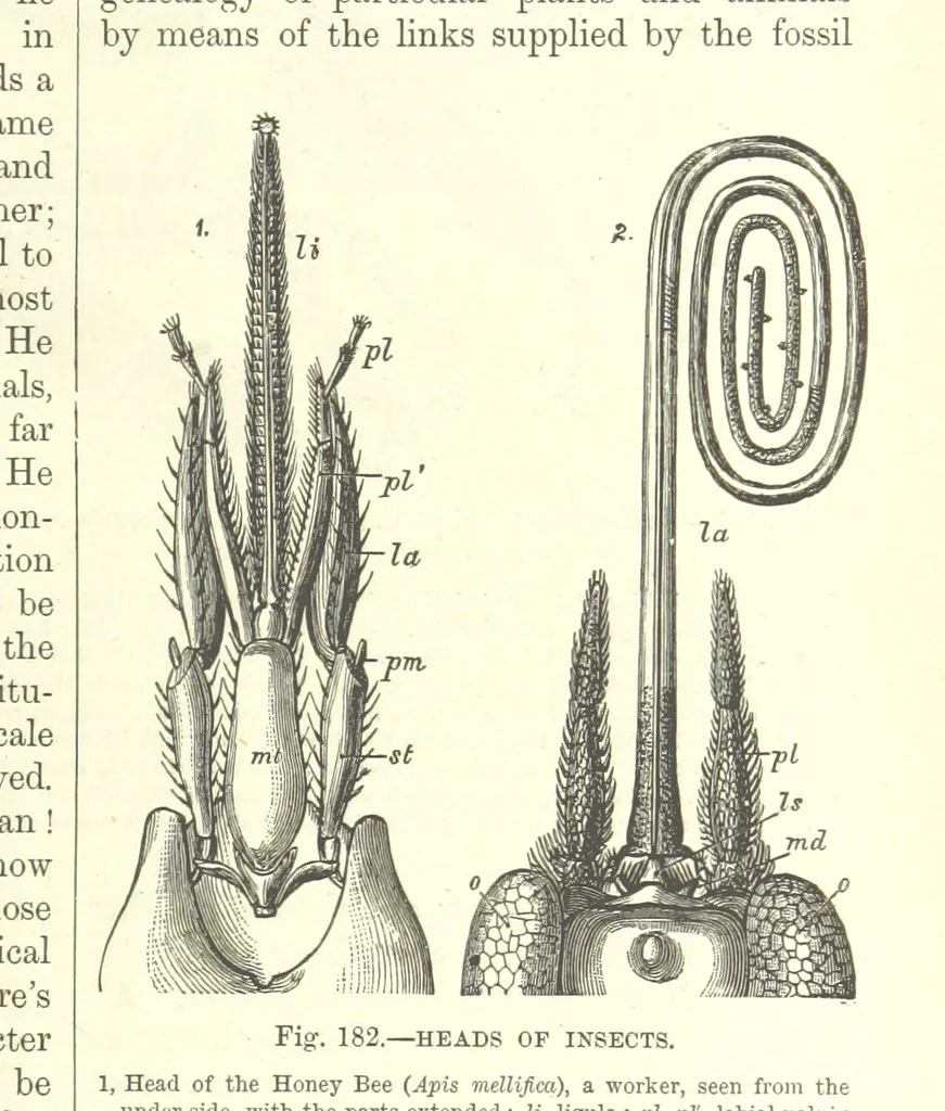 An illustration from Our Earth and its Story: a popular treatise on physical geography. Edited by R. Brown. With ... coloured plates and maps, etc, 1887, leaf 223