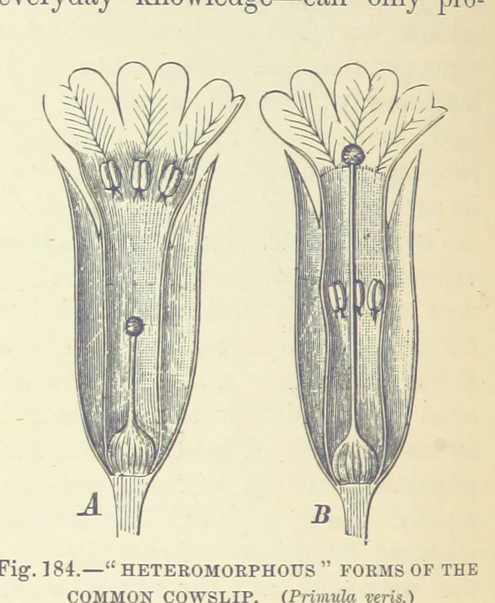 An illustration from Our Earth and its Story: a popular treatise on physical geography. Edited by R. Brown. With ... coloured plates and maps, etc, 1887, leaf 224