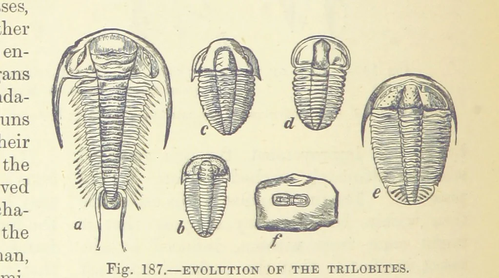 An illustration from Our Earth and its Story: a popular treatise on physical geography. Edited by R. Brown. With ... coloured plates and maps, etc, 1887, leaf 226