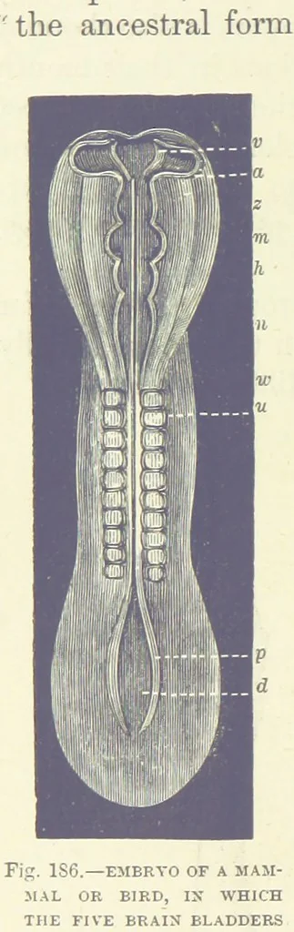 An illustration from Our Earth and its Story: a popular treatise on physical geography. Edited by R. Brown. With ... coloured plates and maps, etc, 1887, leaf 226
