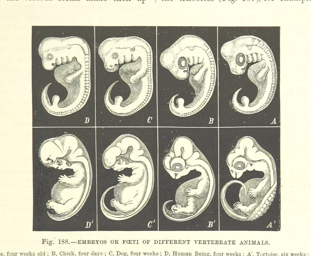 An illustration from Our Earth and its Story: a popular treatise on physical geography. Edited by R. Brown. With ... coloured plates and maps, etc, 1887, leaf 227