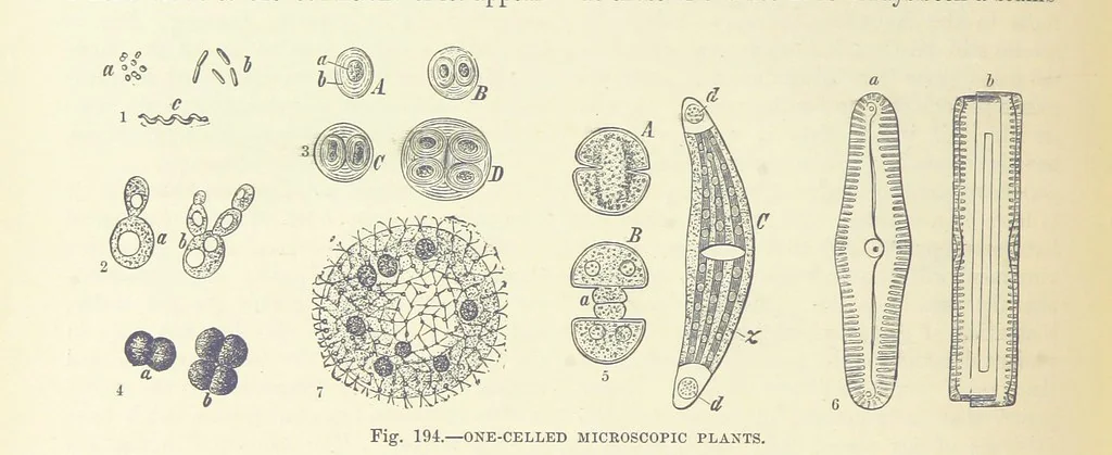 An illustration from Our Earth and its Story: a popular treatise on physical geography. Edited by R. Brown. With ... coloured plates and maps, etc, 1887, leaf 232