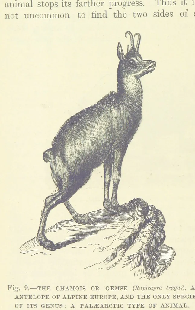 An illustration from Our Earth and its Story: a popular treatise on physical geography. Edited by R. Brown. With ... coloured plates and maps, etc, 1887, leaf 24