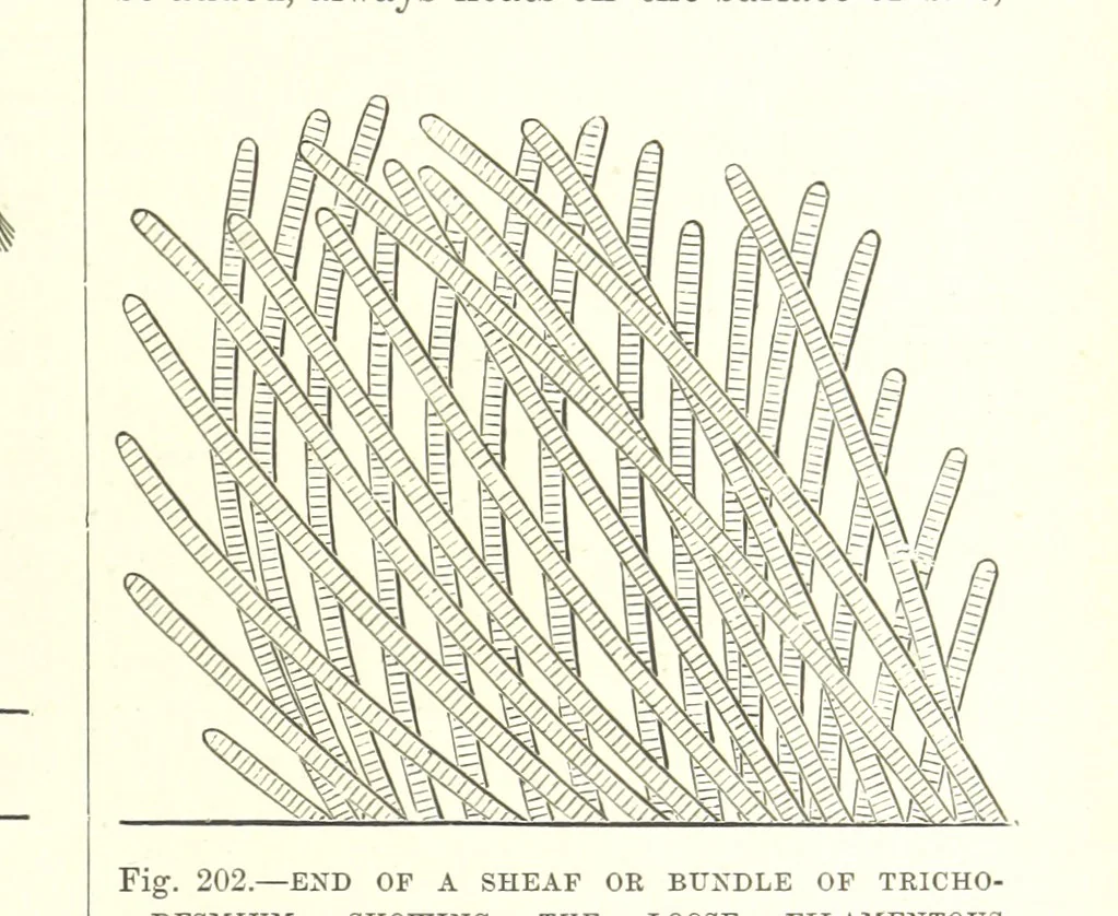 An illustration from Our Earth and its Story: a popular treatise on physical geography. Edited by R. Brown. With ... coloured plates and maps, etc, 1887, leaf 241