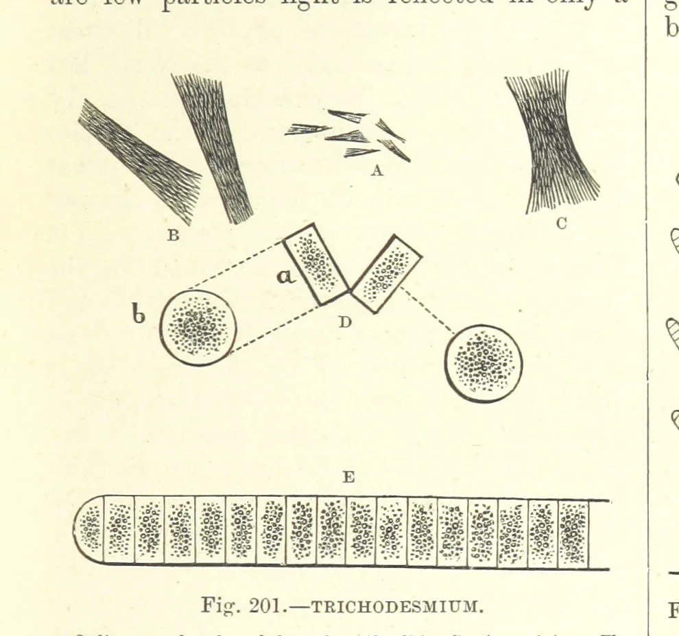 An illustration from Our Earth and its Story: a popular treatise on physical geography. Edited by R. Brown. With ... coloured plates and maps, etc, 1887, leaf 241