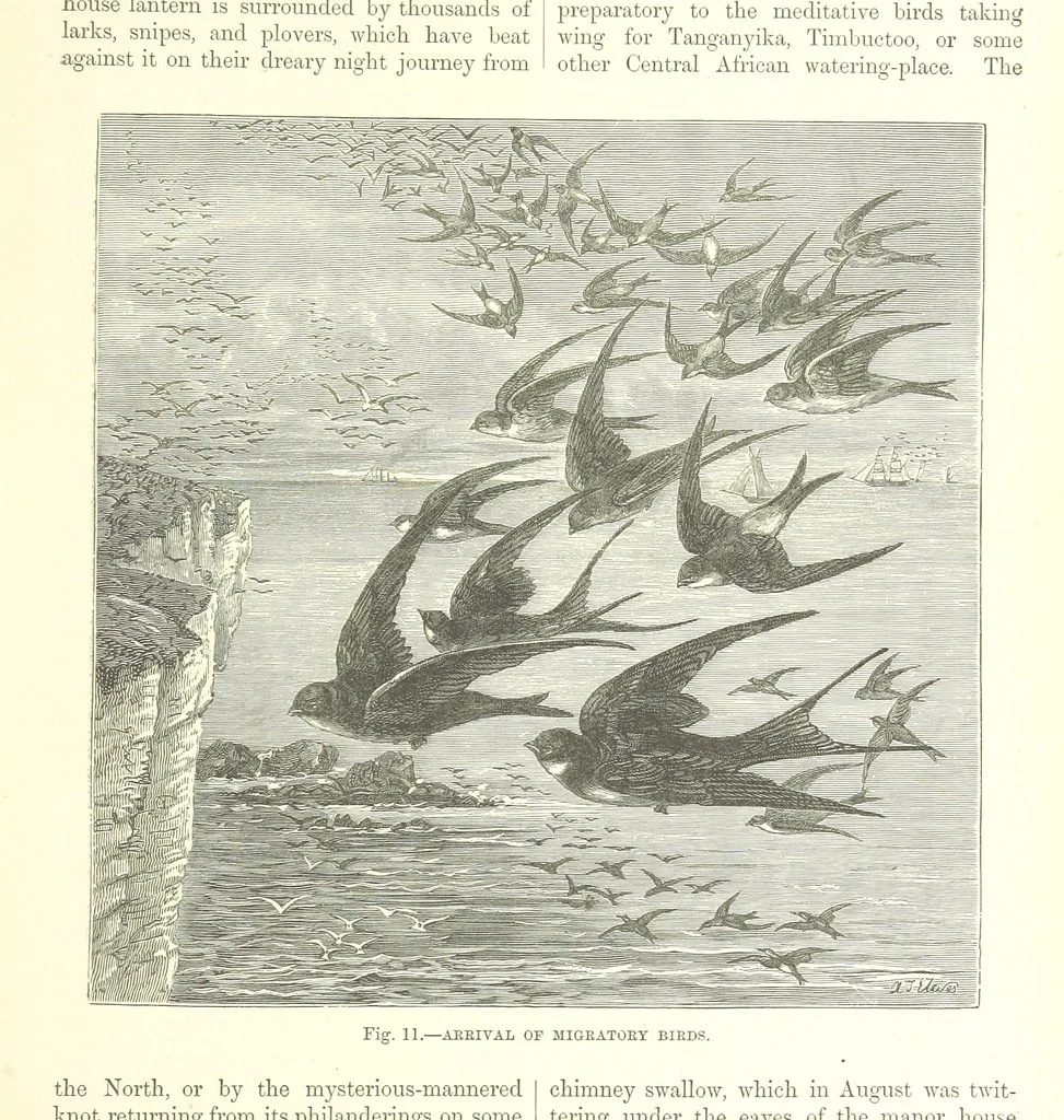 An illustration from Our Earth and its Story: a popular treatise on physical geography. Edited by R. Brown. With ... coloured plates and maps, etc, 1887, leaf 29