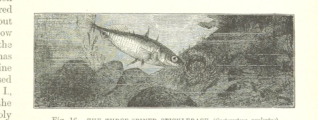 An illustration from Our Earth and its Story: a popular treatise on physical geography. Edited by R. Brown. With ... coloured plates and maps, etc, 1887, leaf 35