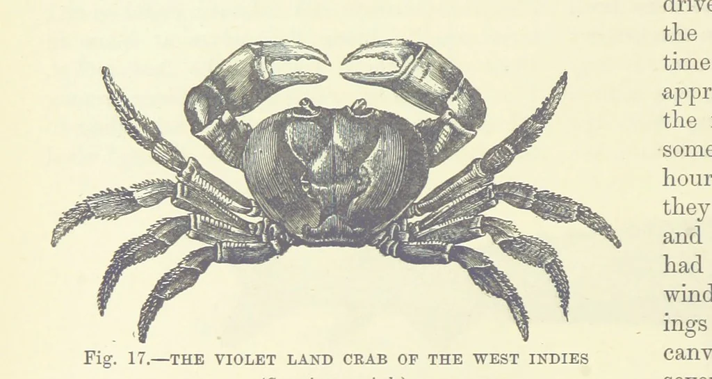 An illustration from Our Earth and its Story: a popular treatise on physical geography. Edited by R. Brown. With ... coloured plates and maps, etc, 1887, leaf 36