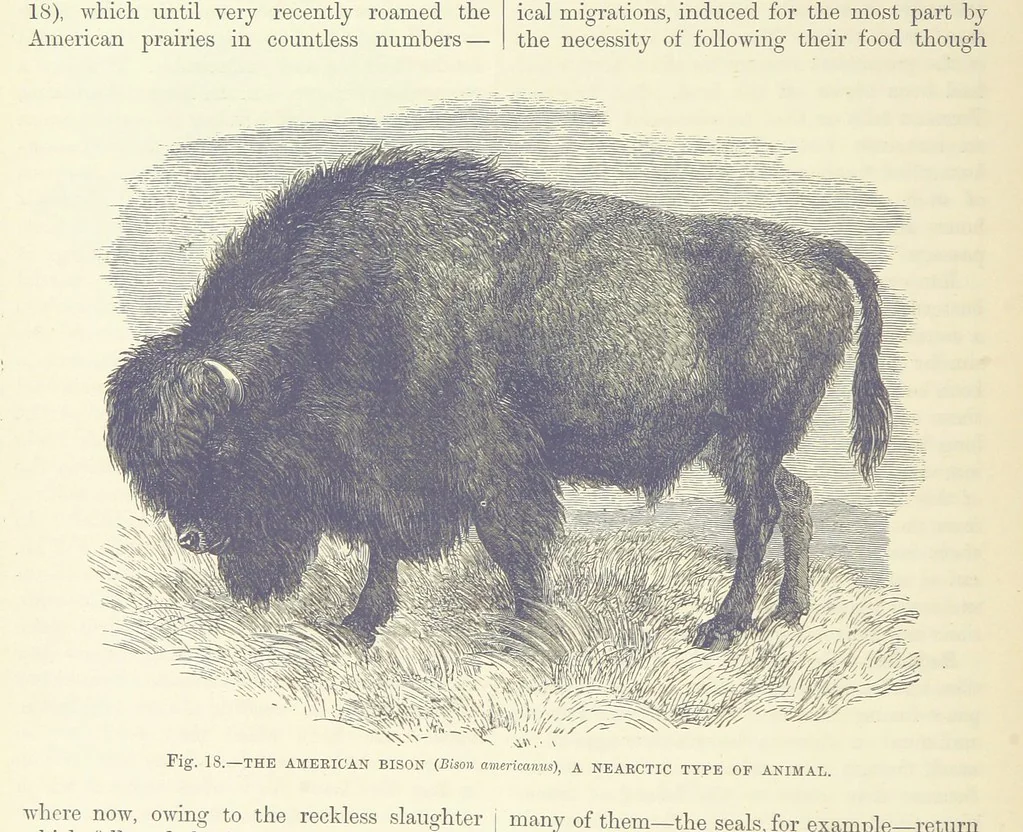 An illustration from Our Earth and its Story: a popular treatise on physical geography. Edited by R. Brown. With ... coloured plates and maps, etc, 1887, leaf 38