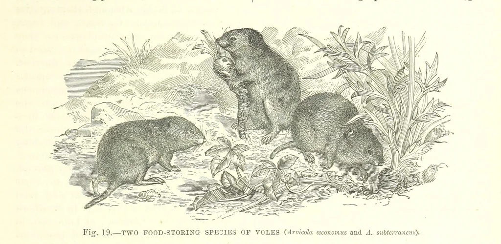 An illustration from Our Earth and its Story: a popular treatise on physical geography. Edited by R. Brown. With ... coloured plates and maps, etc, 1887, leaf 41