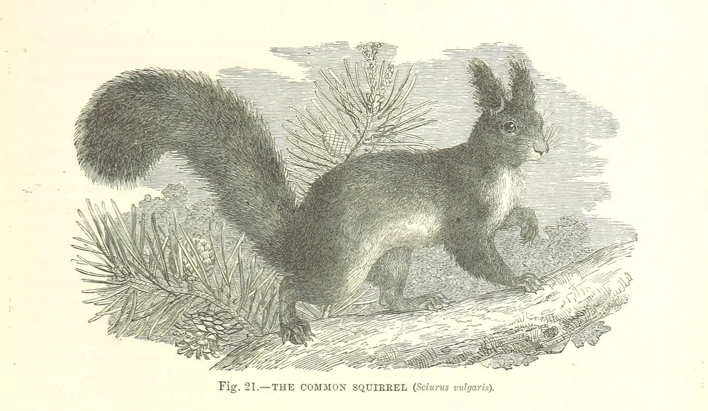 An illustration from Our Earth and its Story: a popular treatise on physical geography. Edited by R. Brown. With ... coloured plates and maps, etc, 1887, leaf 45