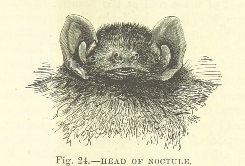 An illustration from Our Earth and its Story: a popular treatise on physical geography. Edited by R. Brown. With ... coloured plates and maps, etc, 1887, leaf 51