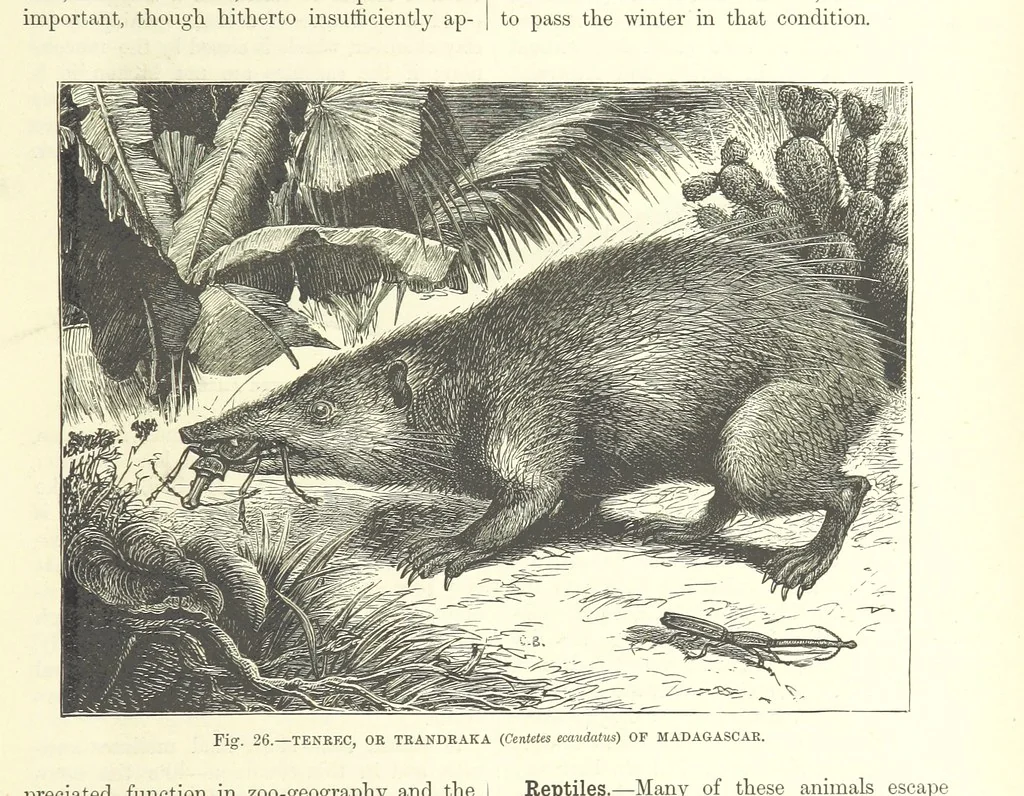 An illustration from Our Earth and its Story: a popular treatise on physical geography. Edited by R. Brown. With ... coloured plates and maps, etc, 1887, leaf 55