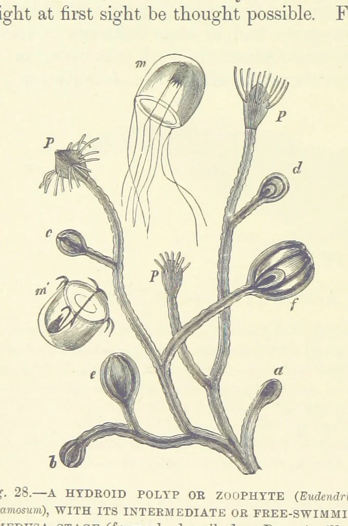 An illustration from Our Earth and its Story: a popular treatise on physical geography. Edited by R. Brown. With ... coloured plates and maps, etc, 1887, leaf 58