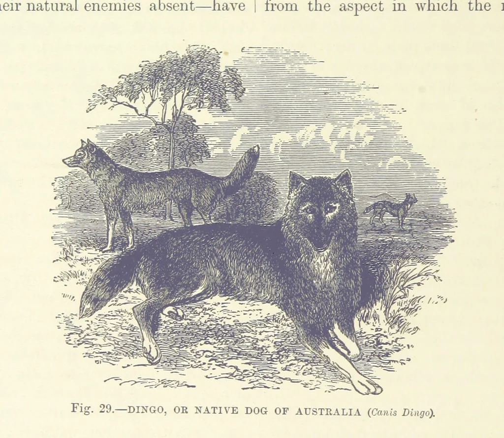An illustration from Our Earth and its Story: a popular treatise on physical geography. Edited by R. Brown. With ... coloured plates and maps, etc, 1887, leaf 60