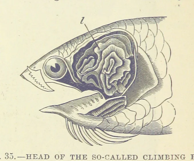 An illustration from Our Earth and its Story: a popular treatise on physical geography. Edited by R. Brown. With ... coloured plates and maps, etc, 1887, leaf 72