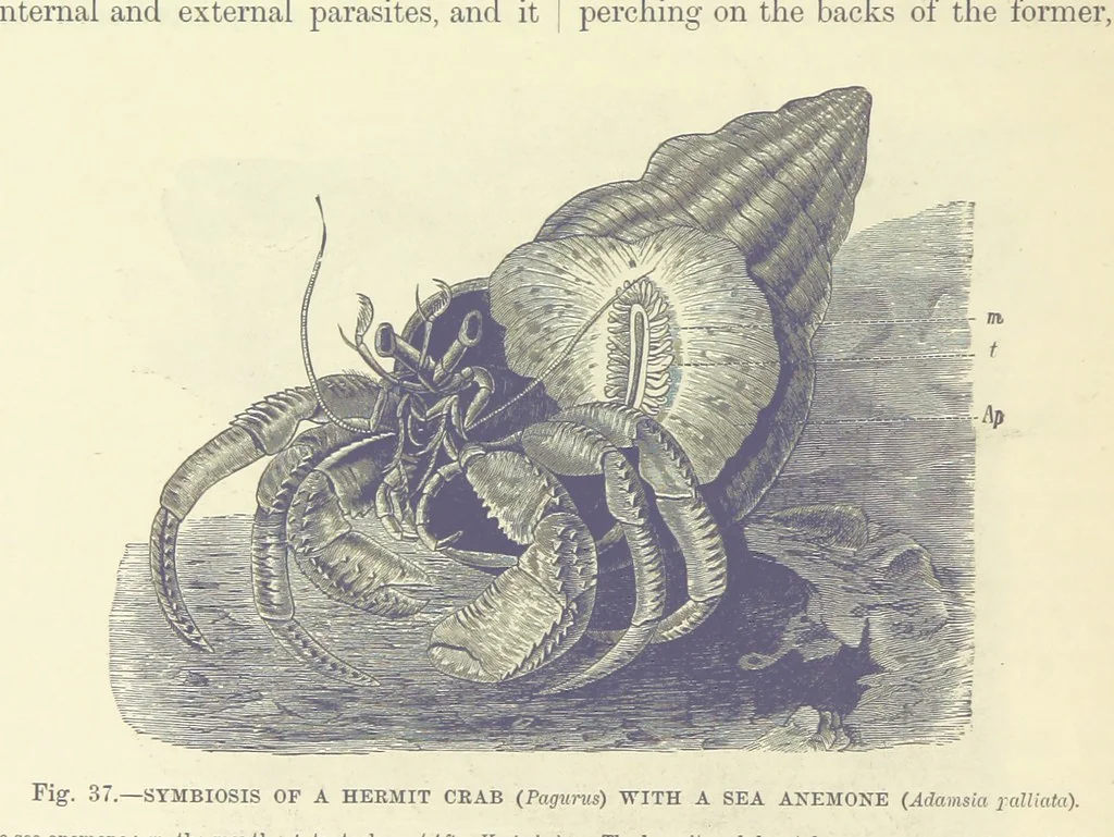 An illustration from Our Earth and its Story: a popular treatise on physical geography. Edited by R. Brown. With ... coloured plates and maps, etc, 1887, leaf 74