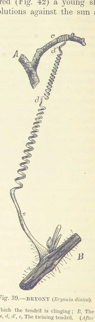 An illustration from Our Earth and its Story: a popular treatise on physical geography. Edited by R. Brown. With ... coloured plates and maps, etc, 1887, leaf 76