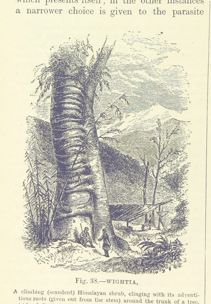 An illustration from Our Earth and its Story: a popular treatise on physical geography. Edited by R. Brown. With ... coloured plates and maps, etc, 1887, leaf 76