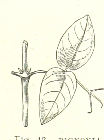 An illustration from Our Earth and its Story: a popular treatise on physical geography. Edited by R. Brown. With ... coloured plates and maps, etc, 1887, leaf 77