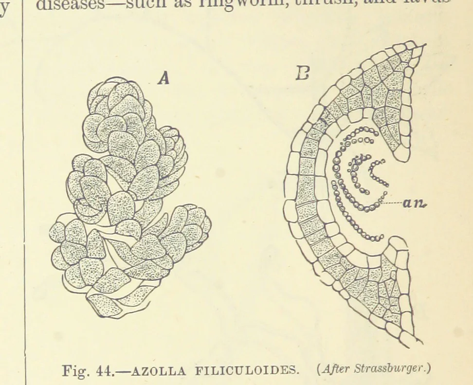 An illustration from Our Earth and its Story: a popular treatise on physical geography. Edited by R. Brown. With ... coloured plates and maps, etc, 1887, leaf 78