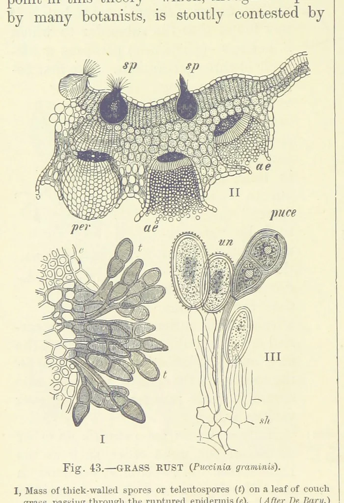An illustration from Our Earth and its Story: a popular treatise on physical geography. Edited by R. Brown. With ... coloured plates and maps, etc, 1887, leaf 78