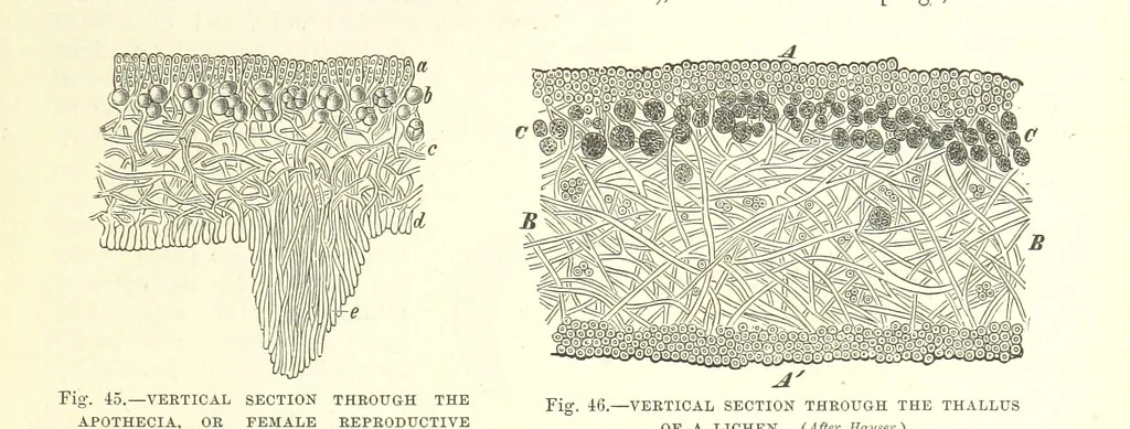 An illustration from Our Earth and its Story: a popular treatise on physical geography. Edited by R. Brown. With ... coloured plates and maps, etc, 1887, leaf 79