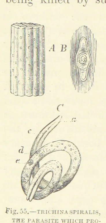 An illustration from Our Earth and its Story: a popular treatise on physical geography. Edited by R. Brown. With ... coloured plates and maps, etc, 1887, leaf 88