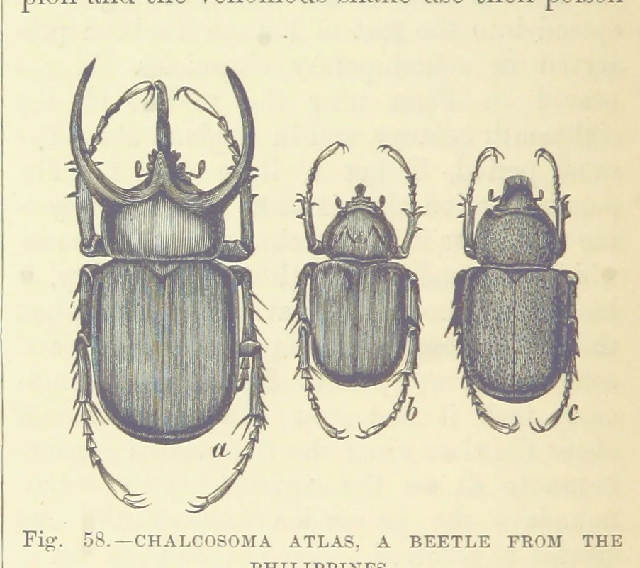 An illustration from Our Earth and its Story: a popular treatise on physical geography. Edited by R. Brown. With ... coloured plates and maps, etc, 1887, leaf 94