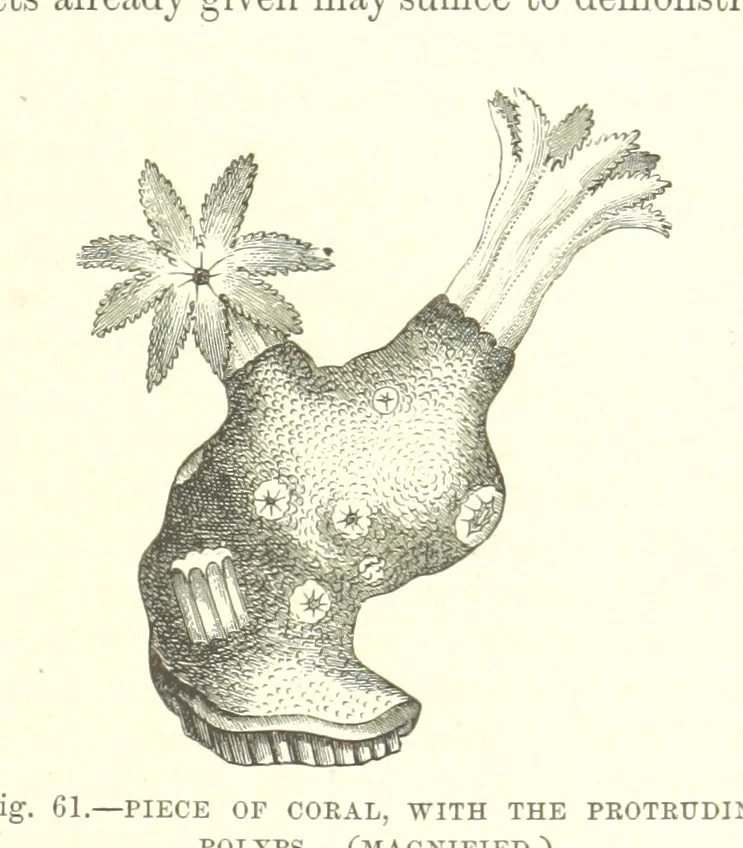 An illustration from Our Earth and its Story: a popular treatise on physical geography. Edited by R. Brown. With ... coloured plates and maps, etc, 1887, leaf 99